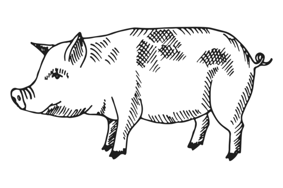 Pig Sketch: The Whimsical Farm Animal Drawing Font